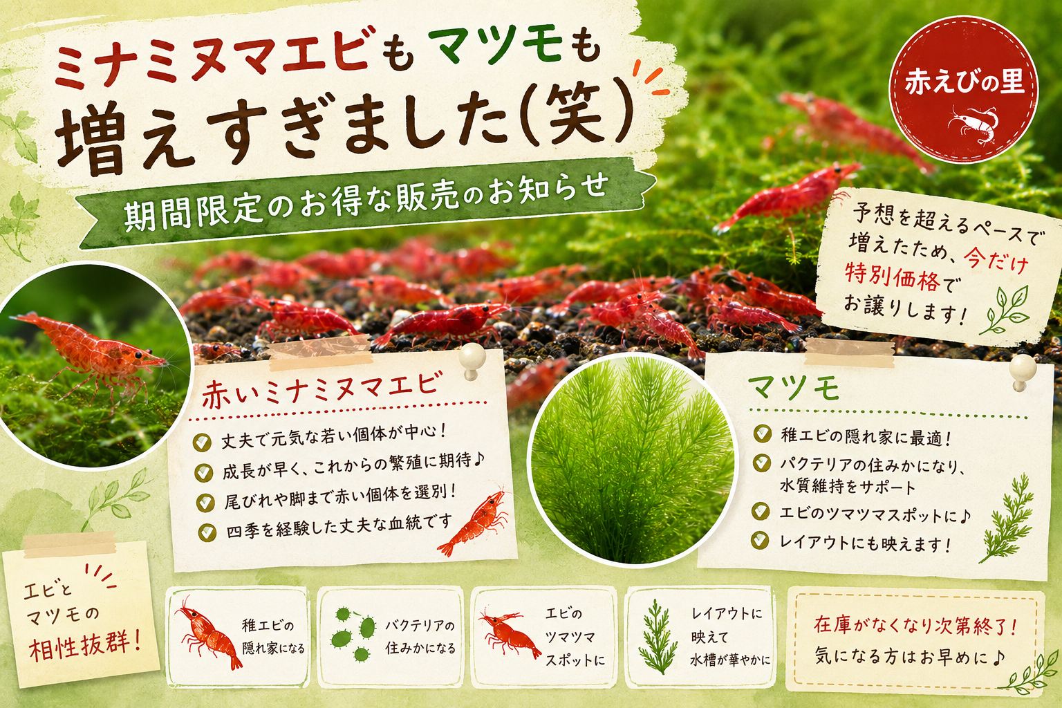 水槽が限界です！】大繁殖した赤いミナミヌマエビを特別価格で販売 